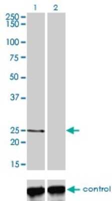 Western Blot: PCTP Antibody (1F9) [H00058488-M01]