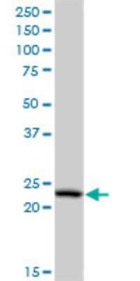 Western Blot: PCTP Antibody (3A11) [H00058488-M03]