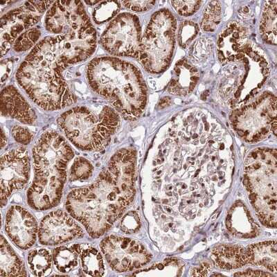 Immunohistochemistry-Paraffin: PCTP Antibody [NBP2-13742]