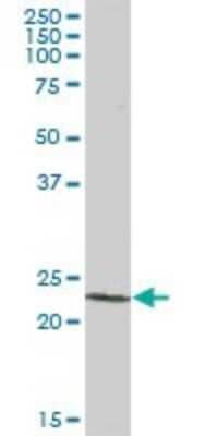 Western Blot: PCTP Antibody [H00058488-B01P]