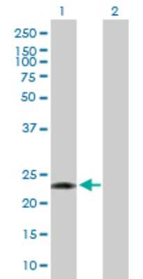 Western Blot: PCTP Antibody [H00058488-B01P]