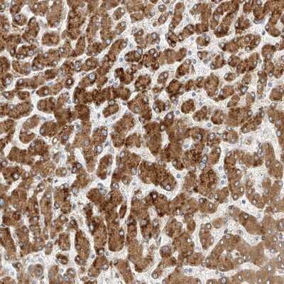 Immunohistochemistry-Paraffin: PCYOX1 Antibody [NBP1-81462]