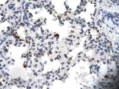 Immunohistochemistry-Paraffin: PCYOX1 Antibody [NBP2-88022]