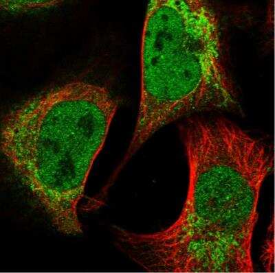Immunocytochemistry/ Immunofluorescence: PCYOX1L Antibody [NBP1-81121]