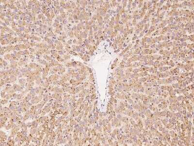 Immunohistochemistry-Paraffin: PCYOX1L Antibody [NBP2-97684]