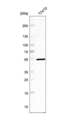 Western Blot: PCYOX1L Antibody [NBP1-81121]