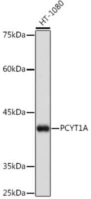 Western Blot: PCYT1A Antibody (1D9L4) [NBP3-16616]