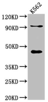 Western Blot: PCYT1A Antibody (4F2) [NBP3-15213]