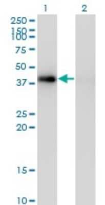 Western Blot: PCYT1A Antibody (7H8) [H00005130-M03]