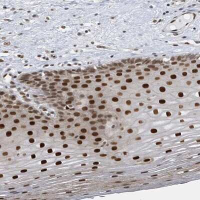 Immunohistochemistry-Paraffin: PCYT1A Antibody [NBP1-84366]