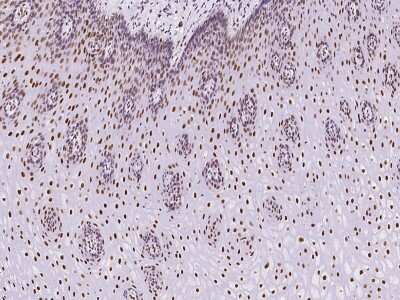 Immunohistochemistry-Paraffin: PCYT1A Antibody [NBP2-97692]