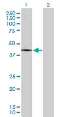 Western Blot: PCYT1A Antibody [H00005130-D01P]