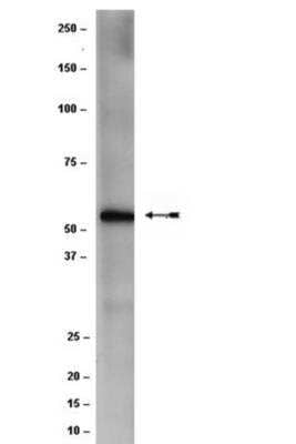 Western Blot: PCYT1B Antibody (F39 P7 F11)BSA Free [NBP2-29807]