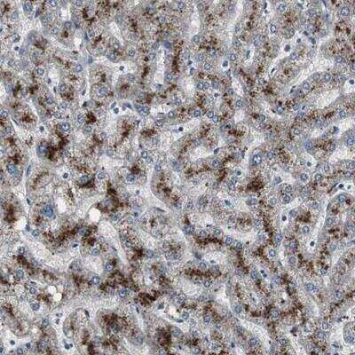 Immunohistochemistry-Paraffin: PCYT1B Antibody [NBP1-86563]