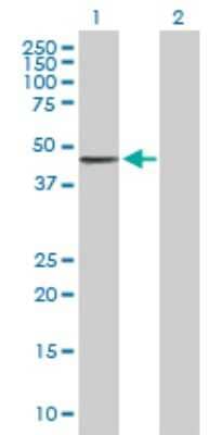 Western Blot: PCYT1B Antibody [H00009468-B01P]