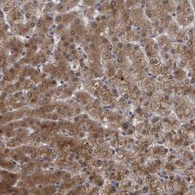 Immunohistochemistry-Paraffin: PCYT2 Antibody [NBP1-83952]
