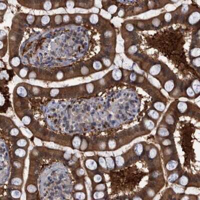 Immunohistochemistry-Paraffin: PCYT2 Antibody [NBP1-83952]