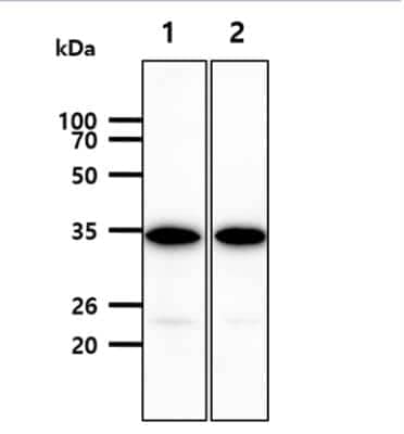 Western Blot: PD-1 Antibody (4F12)BSA Free [NBP1-04328]