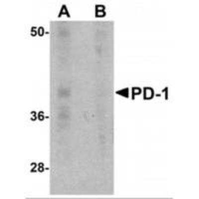 Western Blot: PD-1 Antibody (7A11B1)BSA Free [NBP1-75518]