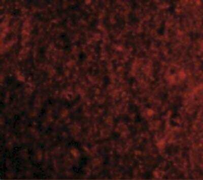 Immunocytochemistry/ Immunofluorescence: PD-1 Antibody - BSA Free [NBP1-77276]