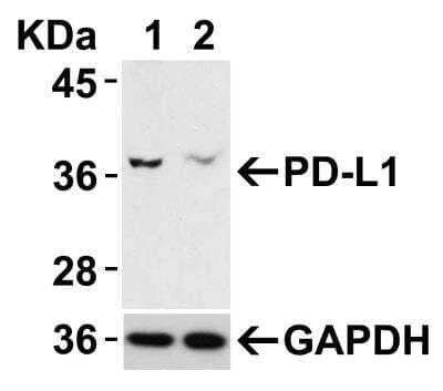 Knockdown Validated: PD-L1 Antibody - BSA Free [NBP1-76769]