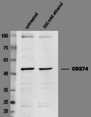 Western Blot: PD-L1 AntibodyBSA Free [NBP1-76769]