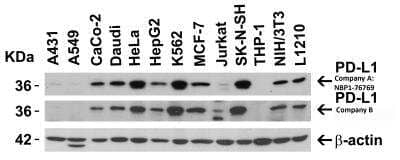 Western Blot: PD-L1 AntibodyBSA Free [NBP1-76769]