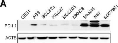 Western Blot: PD-L1 AntibodyBSA Free [NBP1-76769]