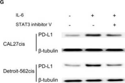 Western Blot: PD-L1 AntibodyBSA Free [NBP1-76769]