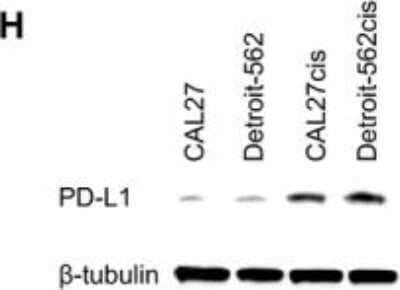 Western Blot: PD-L1 AntibodyBSA Free [NBP1-76769]
