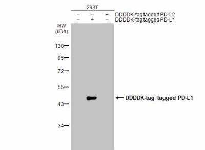 Western Blot: PD-L1 Antibody [NBP2-15791]