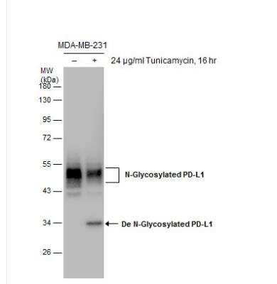 Western Blot: PD-L1 Antibody [NBP2-15791]