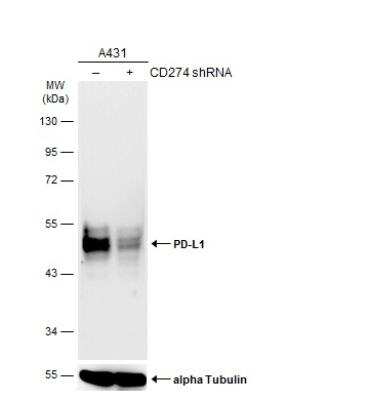 Western Blot: PD-L1 Antibody [NBP2-15791]