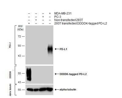 Western Blot: PD-L1 Antibody [NBP2-15791]