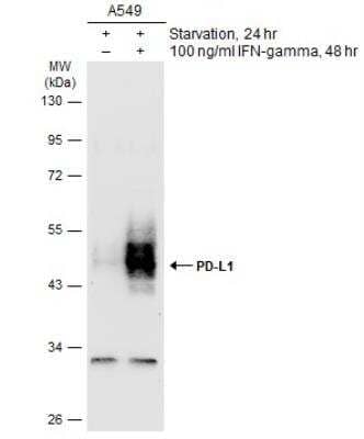 Western Blot: PD-L1 Antibody [NBP2-15791]