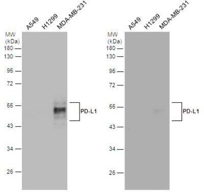 Western Blot: PD-L1 Antibody [NBP2-15791]