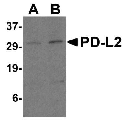 Western Blot: PD-L2/B7-DC/PDCD1LG2 AntibodyBSA Free [NBP1-76770]
