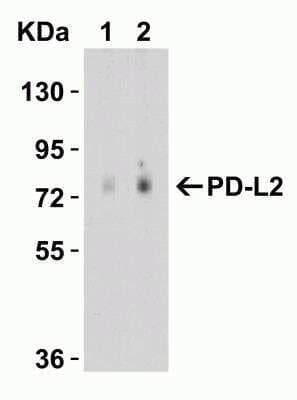 Western Blot: PD-L2/B7-DC/PDCD1LG2 AntibodyBSA Free [NBP1-76770]