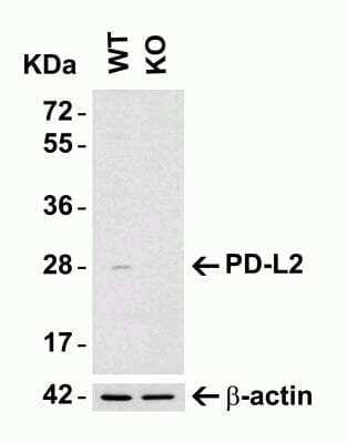 Western Blot: PD-L2/B7-DC/PDCD1LG2 AntibodyBSA Free [NBP1-76770]