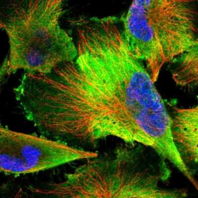 Immunocytochemistry/ Immunofluorescence: PDAP1 Antibody [NBP2-38621]