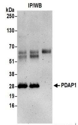 Immunoprecipitation: PDAP1 Antibody [NBP2-37693]