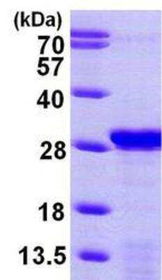 Western Blot: Recombinant Human PDAP1 His Protein [NBP1-45310]