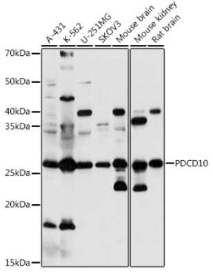 Western Blot: PDCD10 AntibodyAzide and BSA Free [NBP3-03355]