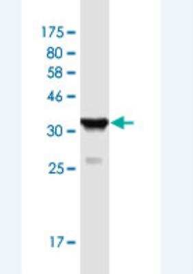 Western Blot: PDCD10 Antibody (1B11) [H00011235-M05-100ug]