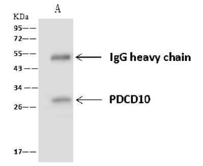 Immunoprecipitation: PDCD10 Antibody [NBP2-97685]