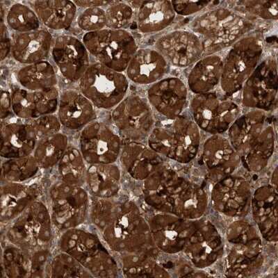 Immunohistochemistry-Paraffin: PDCD2 Antibody [NBP1-80819]