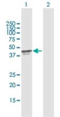 Western Blot: PDCD2 Antibody [H00005134-D01P]