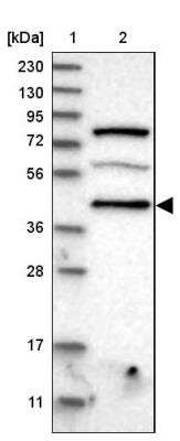 Western Blot: PDCD2 Antibody [NBP1-80819]