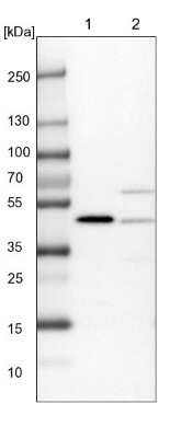 Western Blot: PDCD2 Antibody [NBP1-80819]