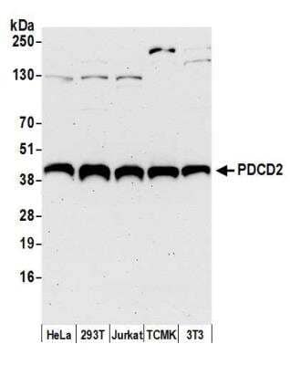 Western Blot: PDCD2 Antibody [NBP2-04042]